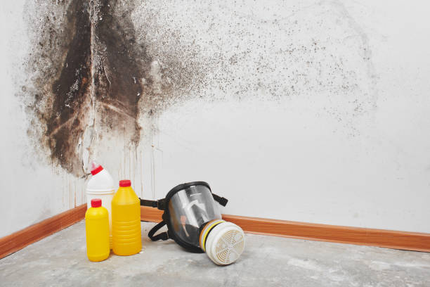 Best Bathroom Mold Remediation in Albany, IN