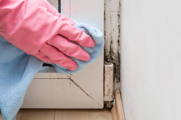 Professional Mold Remediation in Albany, IN